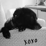 Sally Markham - @dallasdogdaze - Instagram