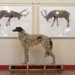 Sally matthews - @sallymatthewsanimals - Instagram