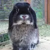Sally Maynard - @animalmadness123 - TikTok