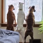 Sally McCall Jackson - @burmese48 - Instagram