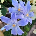 SallyAnn Messenger - @sallyannmessenger - Instagram
