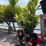 Triple trouble 🐶 - @mickey.minnie.sally - Instagram