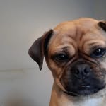Sally McMahon - @sally_thepugmonaghan - Instagram
