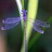 Sally Monaghan Acupuncture and Herbology - Facebook
