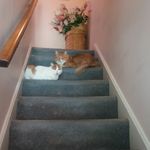 Sally Mountcastle - @sallymtcastle - Instagram