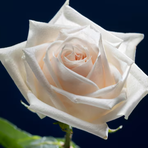 Sally Nomis - Facebook