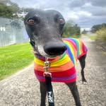@sally_noodle_bug - Instagram