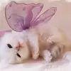 Sally Owens - @sally.owens16 - TikTok