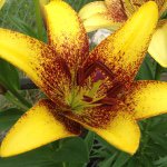 Sally Gordon-Ozuna - @ourfloralaffair - Instagram