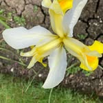 Sally Pickering Now deceased RIP X - @pick.sally - Instagram
