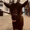 sally_polly - @sally_polly - TikTok