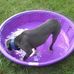 Sally The Pibble: Former Pound Puppy. - Facebook