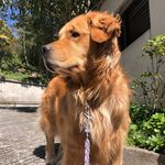 Sally Queen🐶❤️ - @sally_queen.golden - Instagram