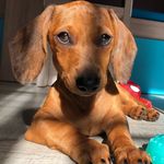 Sally - @sally_queensausageofdownton - Instagram