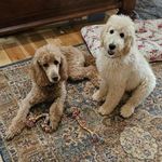 Goldendoodles Sally and Ringo - @wildwonderfulgoldenduo - Instagram