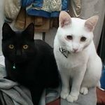 Barris - @sallyrockbond1969 - Instagram