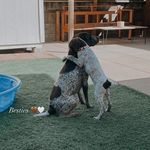 Sally Mae and Sage - @sally_and_sage - Instagram