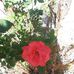 Sally Sauer - Facebook