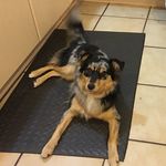 Sally Saxton - @shimmyandfriends - Instagram