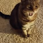 Sally Schaffer - Facebook