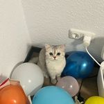 王雪竹 - @schaffers_sally - Instagram