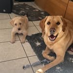 Sally & Harry von den Schlosswiesen - @sallyharryvondenschlosswiesen - Instagram