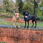 Sally Schofield - @physioyogapup - Instagram