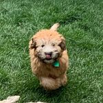 Sally Schwarz - @prettysureimadog - Instagram