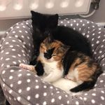 Sally & Simon - @sallyandsimon_kitters - Instagram