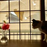 Sally Smith - @sallysmithjapan - Instagram
