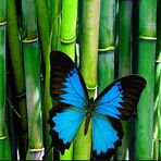 Sally Spriggs - Facebook