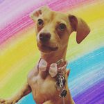 Princess Sally - @princess_sally_sprinkles - Instagram