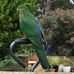 Sally Stokes - Facebook