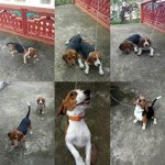 Sally and Storm - @sallyandstormthebeagles - Instagram
