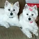 Sally Stover Cline - @scline1007 - Instagram