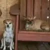 Sally Stringer Bradley - @sally.stringer.br - TikTok