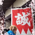 トイプードル ひなた アプリコット - @sallytohinata - Instagram