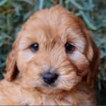 CHARLIE - @sally_to_charlie - Instagram