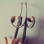 Sally Townsend - @berriedtreasurestudio - Instagram