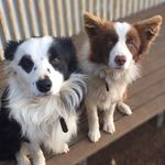 Tully And Sally - @tullyandsallybordercollie - Instagram