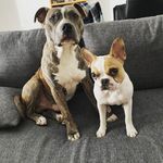 bouledogue-and-staff - @sally.and.tyson - Instagram