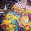 Sally and tyson - @calico.and.orange.tabby - TikTok