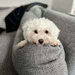 Sally Valle - @sallyvalledog - Instagram