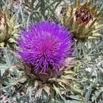 Sally Wallis - @wallysallis - Instagram
