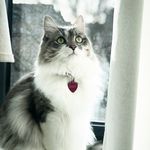 SALLY WALLY - @sallywallythebigscarycat - Instagram