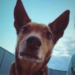 Sally Wally - @sallywallypumpkinpie - Instagram