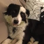 sally weingartner - @salartdog - Instagram
