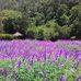 Sally Weng - Facebook