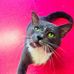 Sally Wetherbee Adoption Center - Facebook
