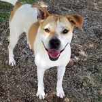 Sally Wetherbee Adoption Ctr - @sallywetherbeeadoptioncenter - Instagram